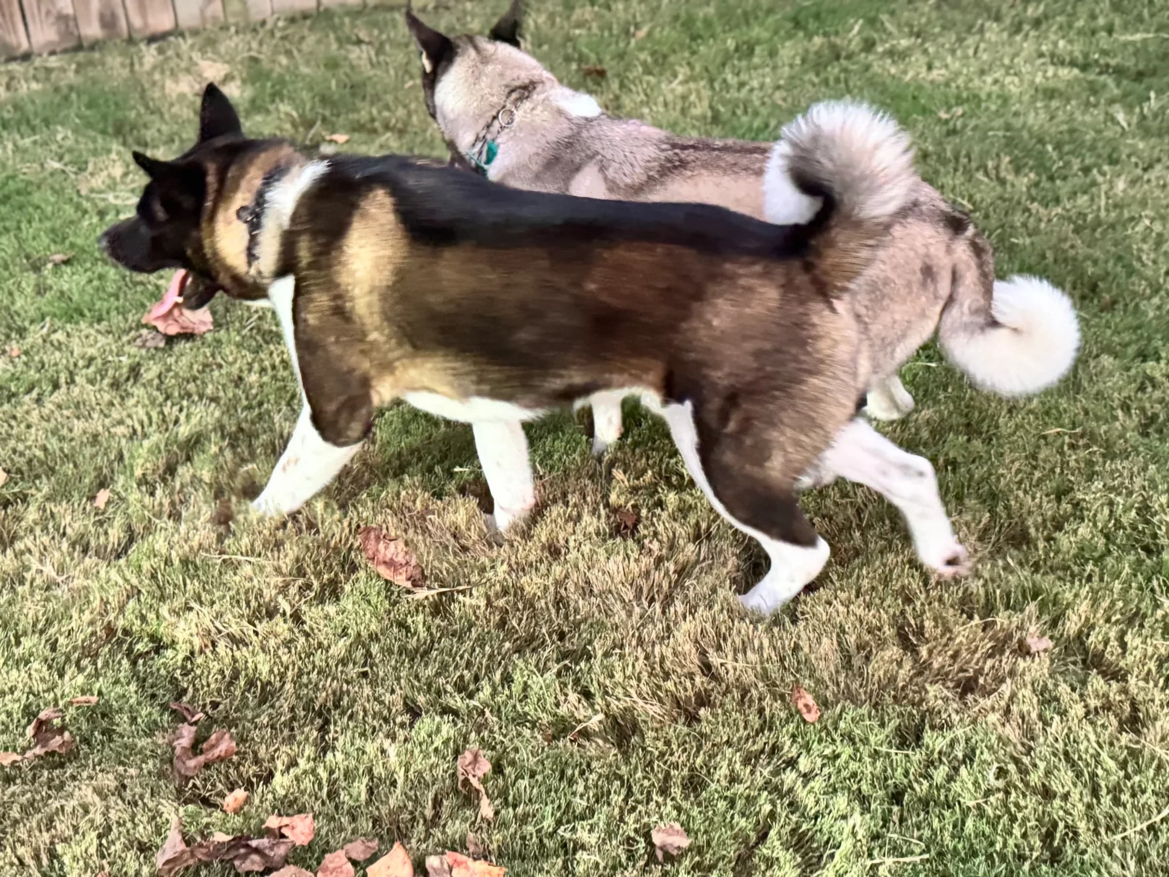 American Akita at Briwder Kennels