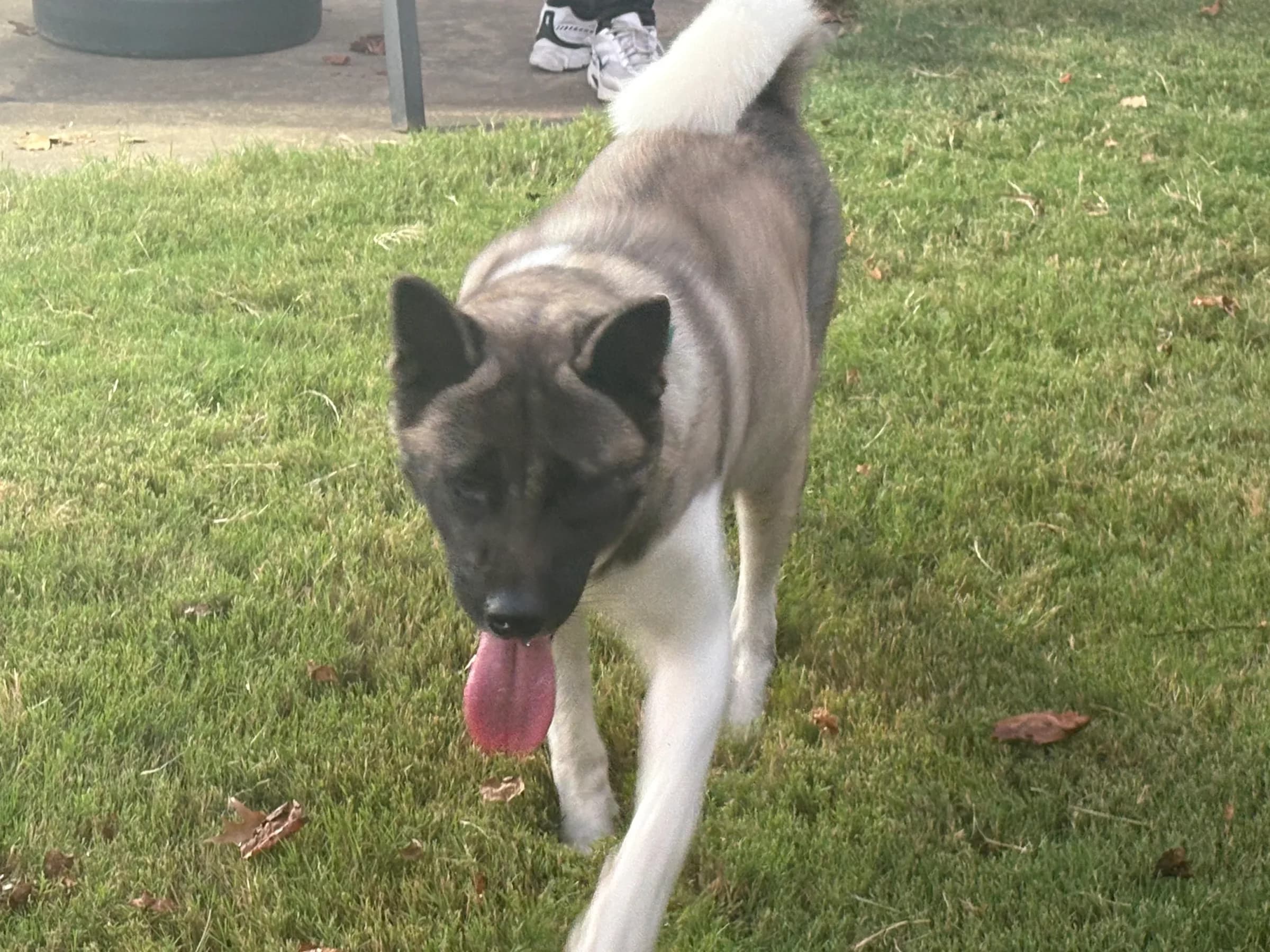 American Akita at Briwder Kennels