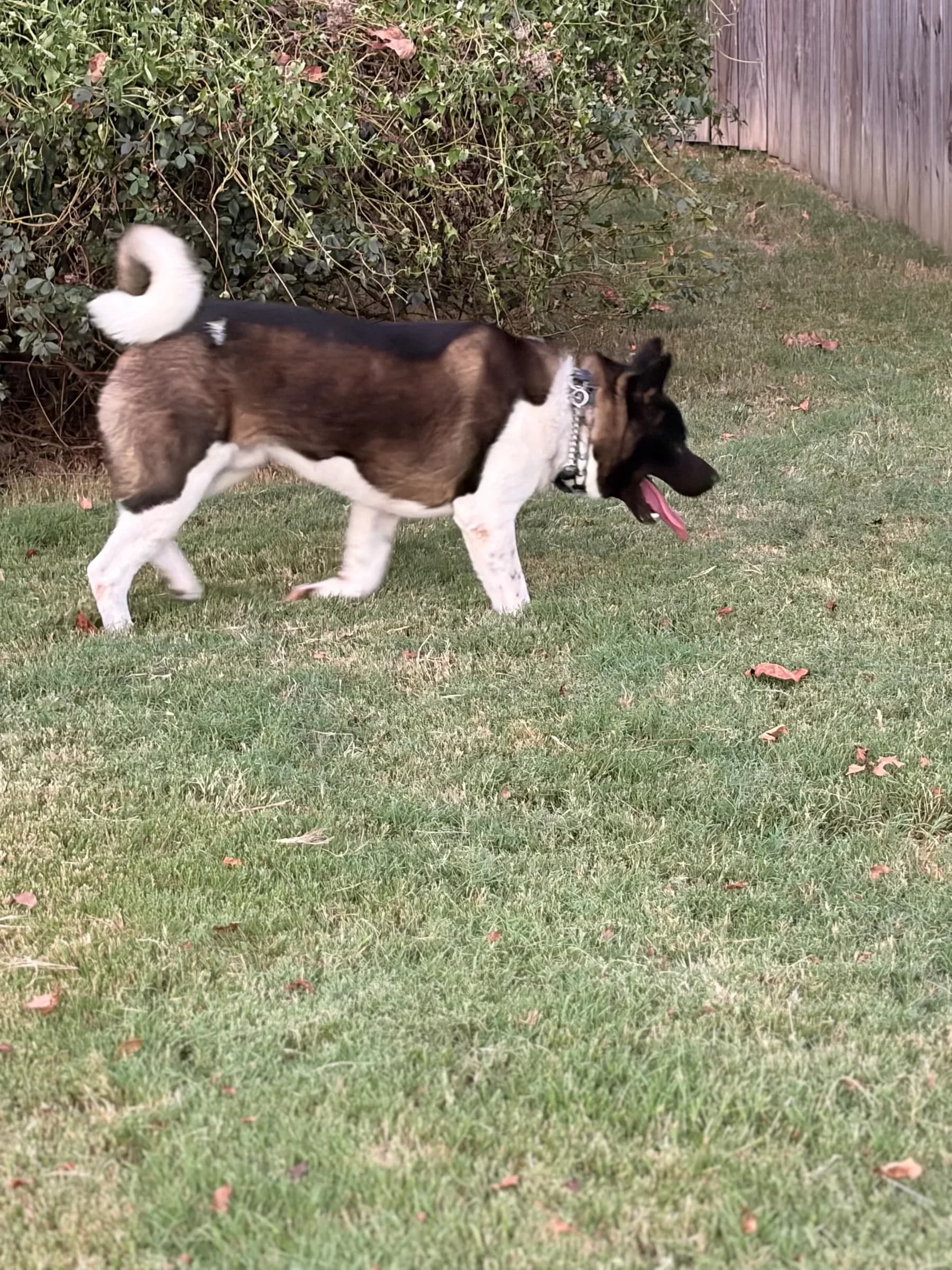 American Akita at Briwder Kennels