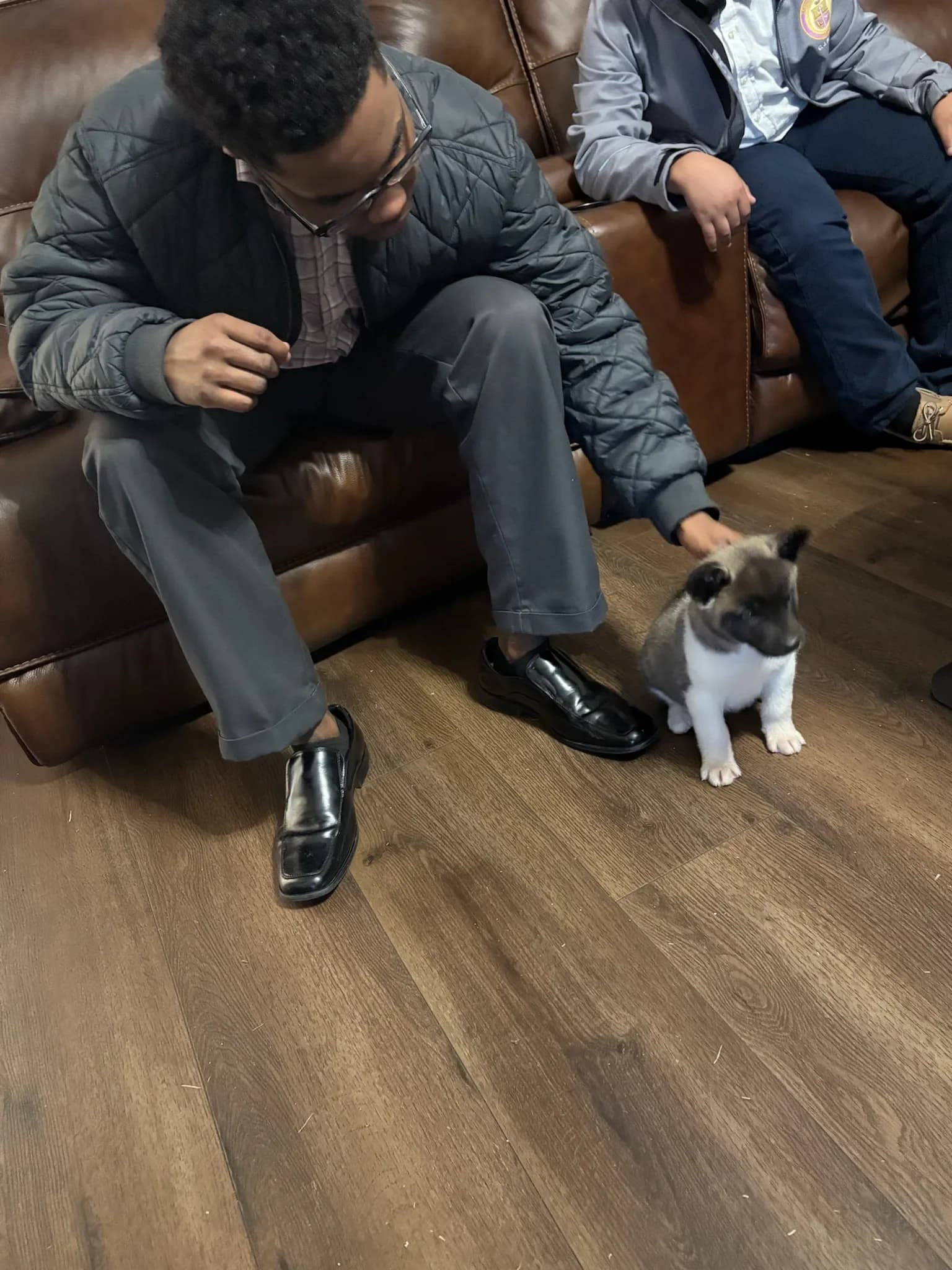 Meeting an Akita puppy at home