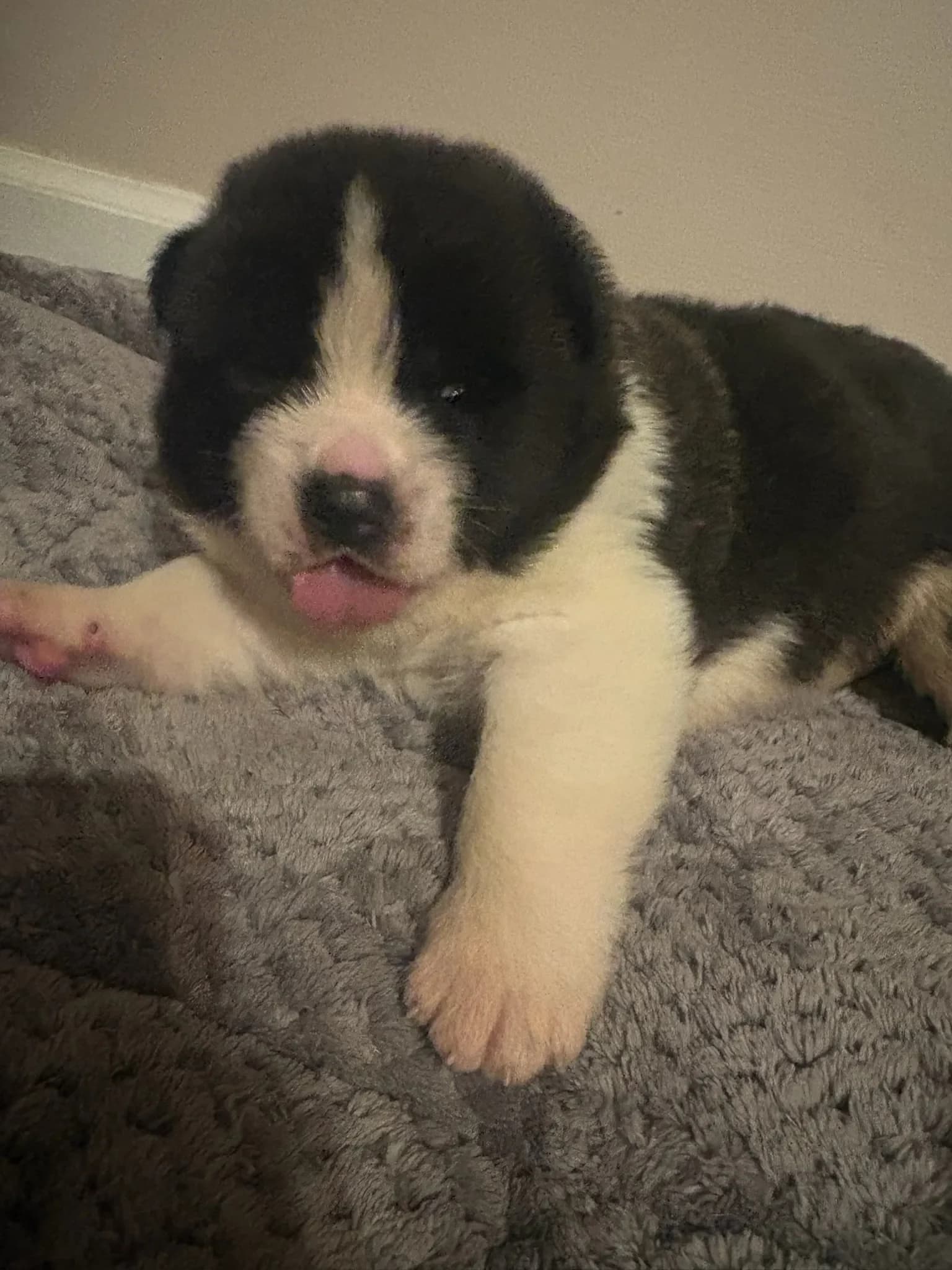 American Akita puppy at Briwder Kennels