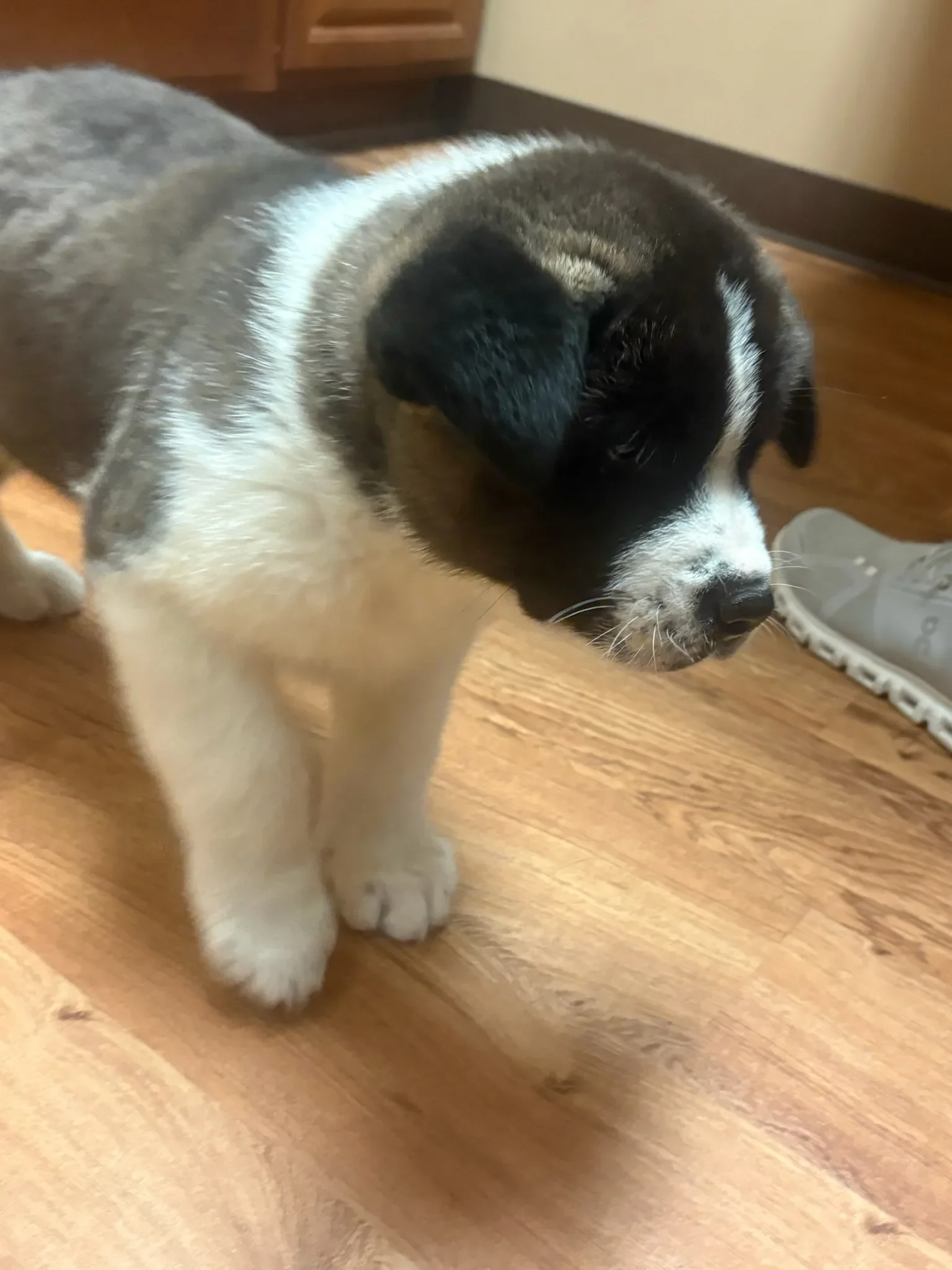 American Akita puppy at Briwder Kennels