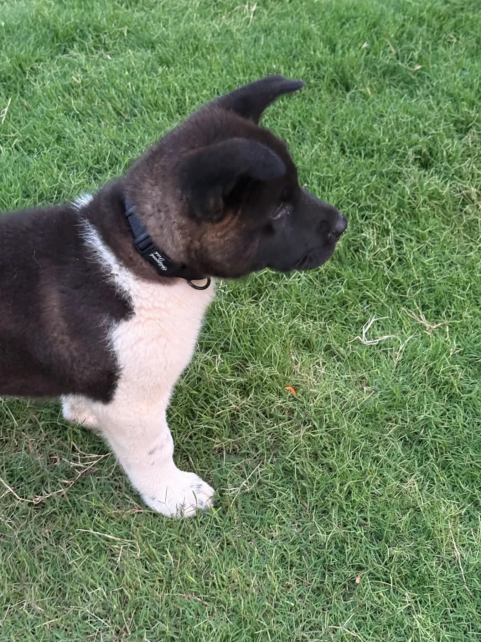 Akita puppy in the grass
