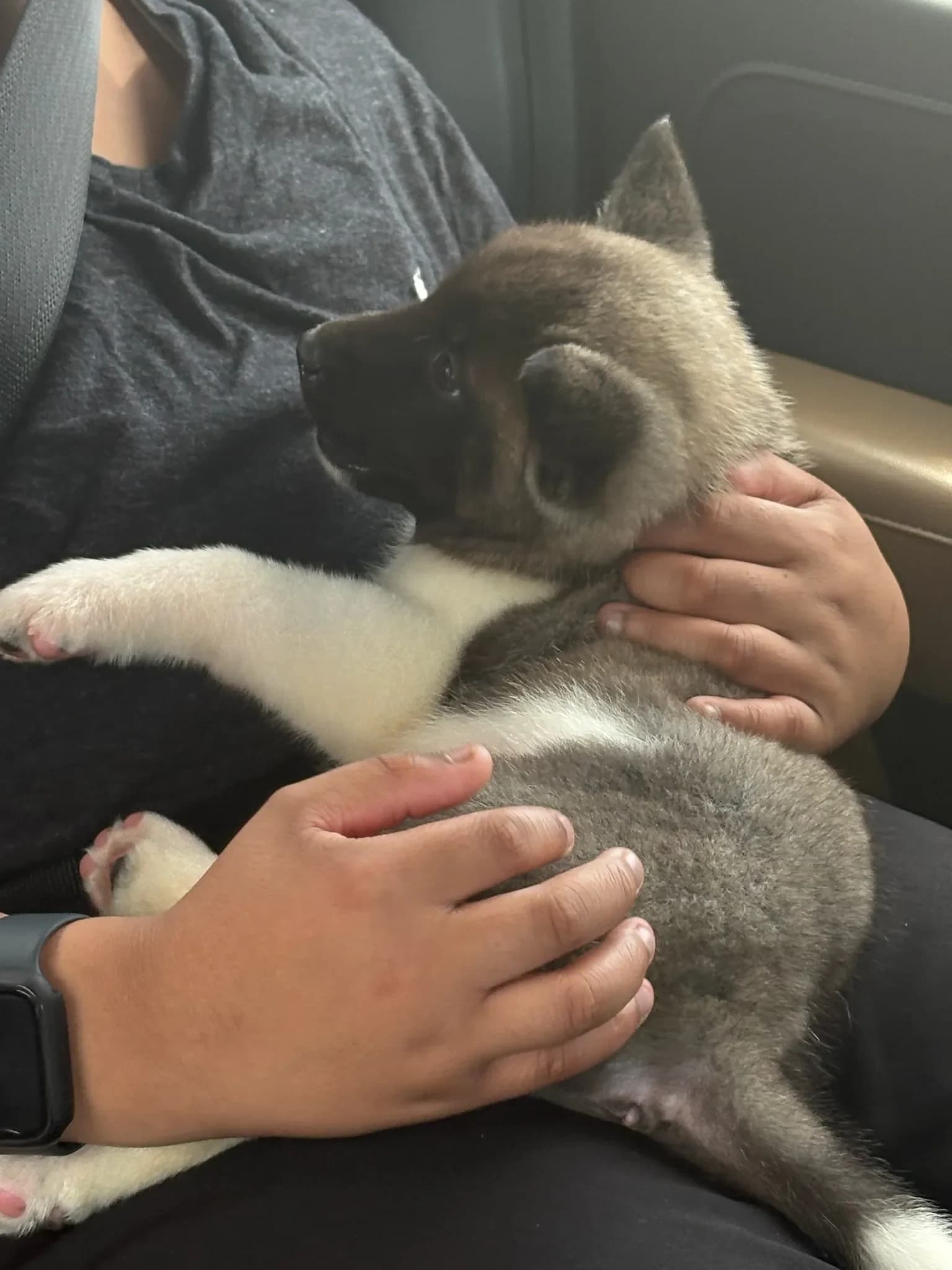 Akita puppy held in a lap