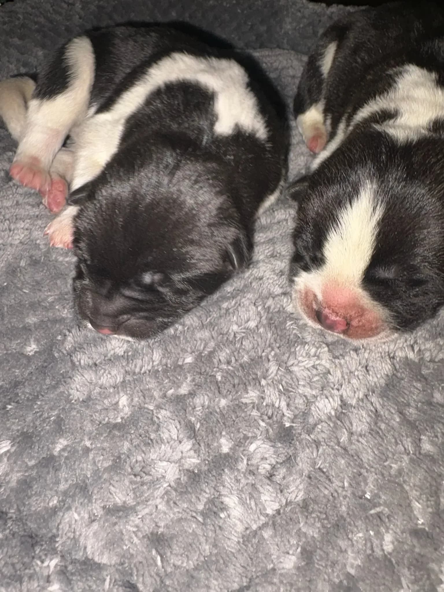 Newborn Akita puppies