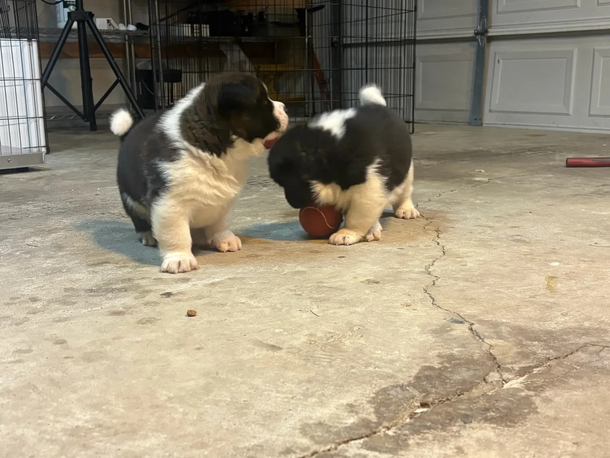 Two Akita puppies playing