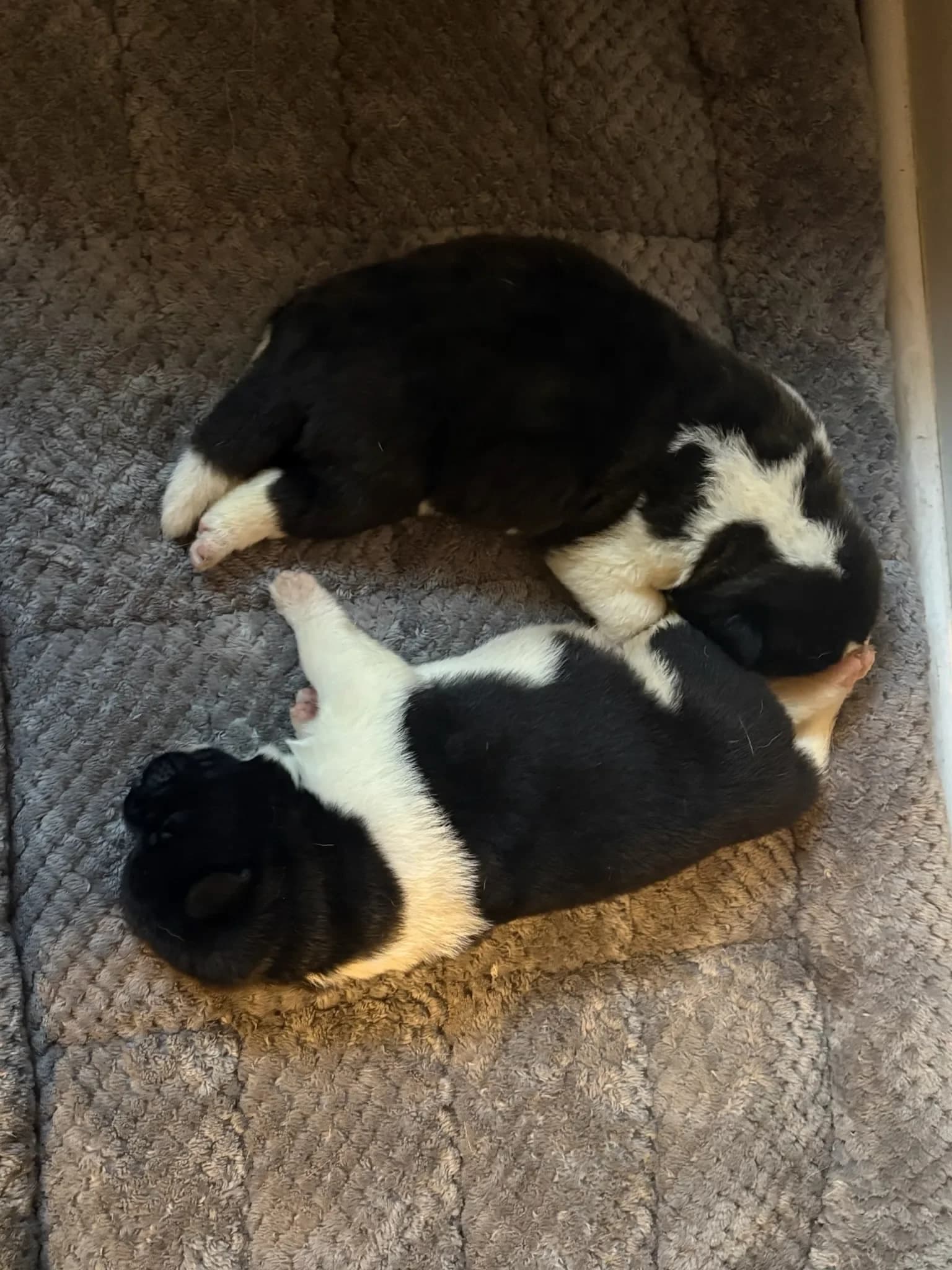 Two Akita puppies asleep